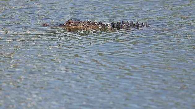 g_alligator_050725397028