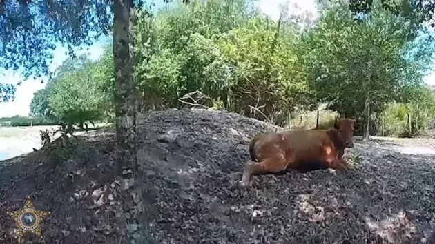 untitled20design20281629478284