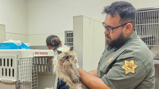 news_cats2_7125485825