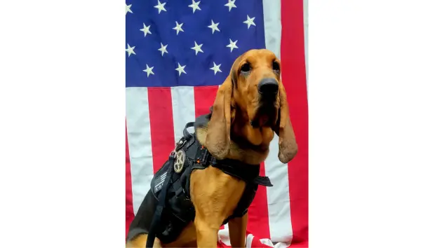 news_georgiapolicedog_71525897881