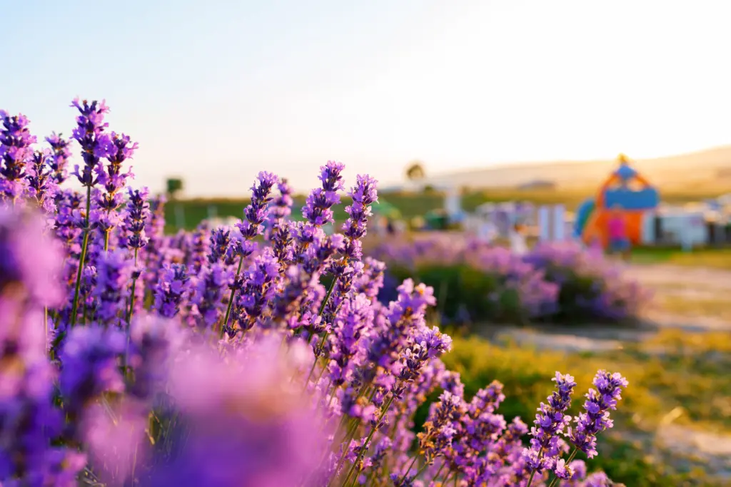 beautiful-lavender-flowers-close-up-on-a-field