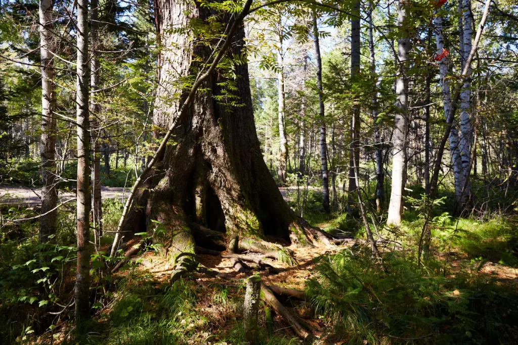 dense-forest-on-a-summer-day-a-thick-tree-trunk