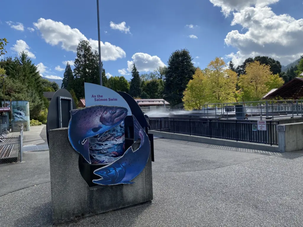 Issaquah Salmon Days celebrates a northwest icon and important in-city hatchery