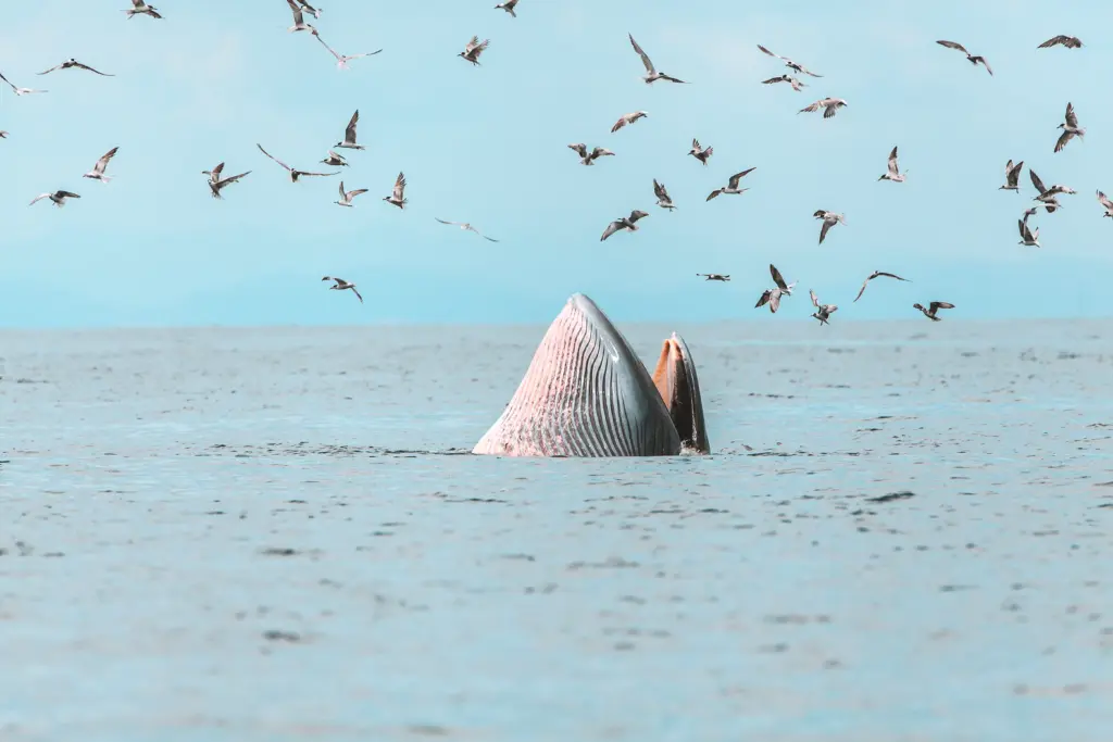 brydes-whale-edens-whale-eating-fish-at-gulf-of-thailand