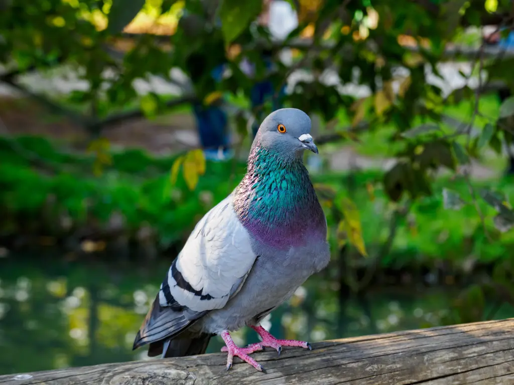 Pigeon