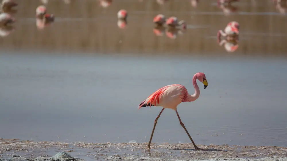 lone flamingo