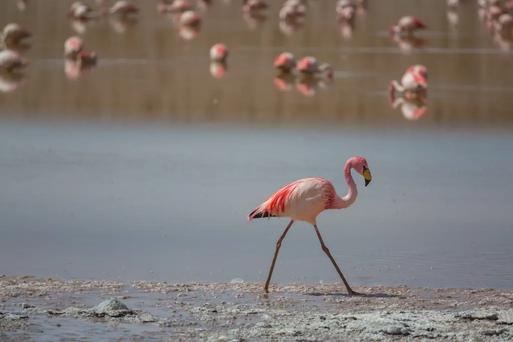 lone flamingo