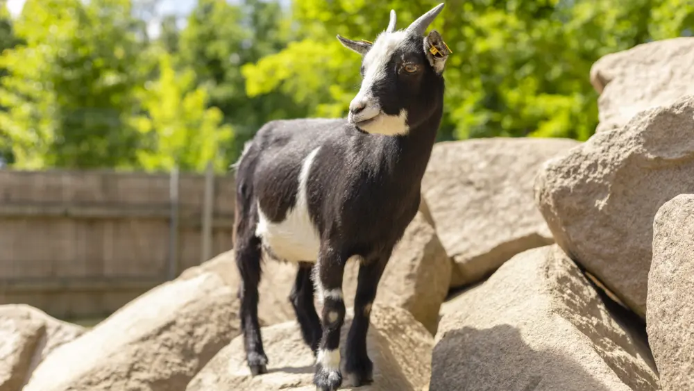 a-small-black-and-white-goat-is-perched-on-top-of-large-rocks-in-a-bright-sunny-outdoor-area-with-lush-green-trees-in-the-background-the-goat-appears-curious-and-alert