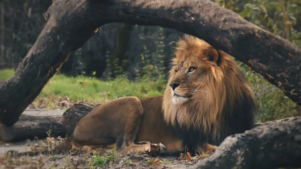 lion-king-2024-11-26-11-00-32-utc