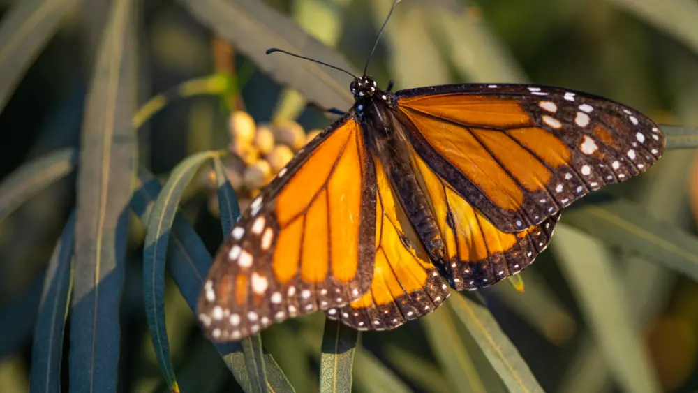 Monarch Butterfly