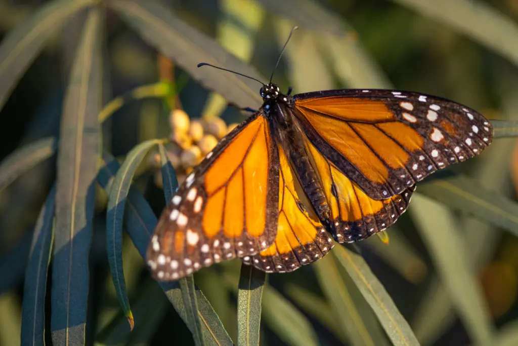 Monarch Butterfly