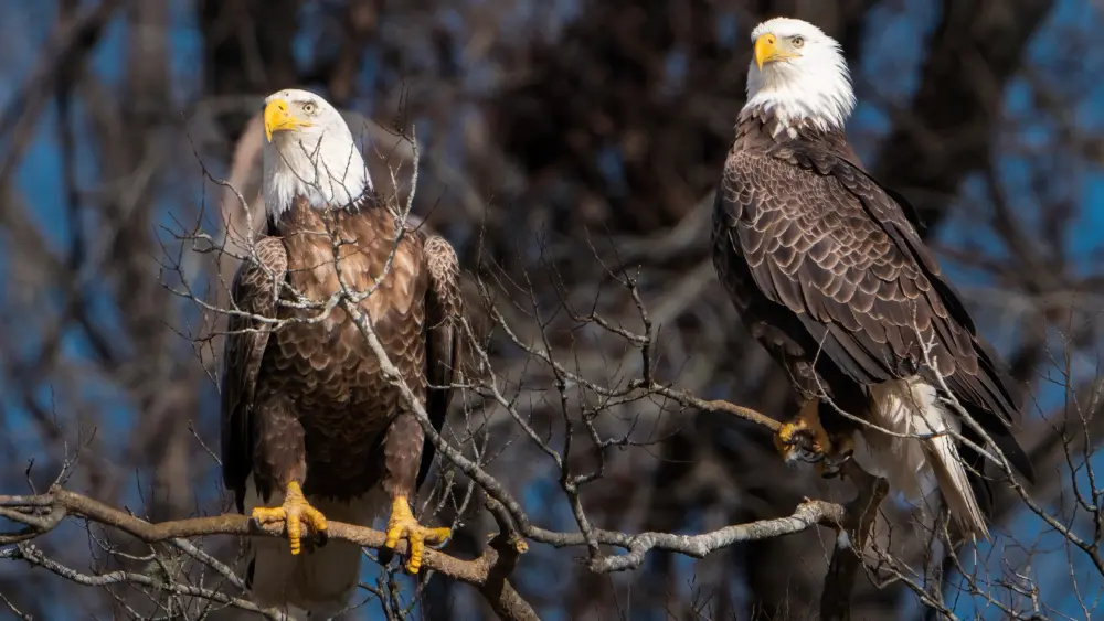 Bald Eagles