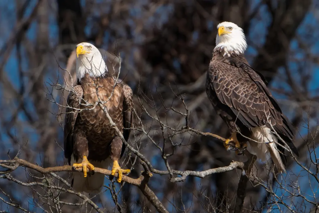 Bald Eagles