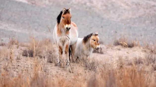 getty_przewalskis-horses_042226936466