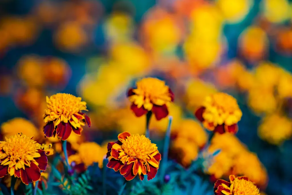 close-up-of-marigols