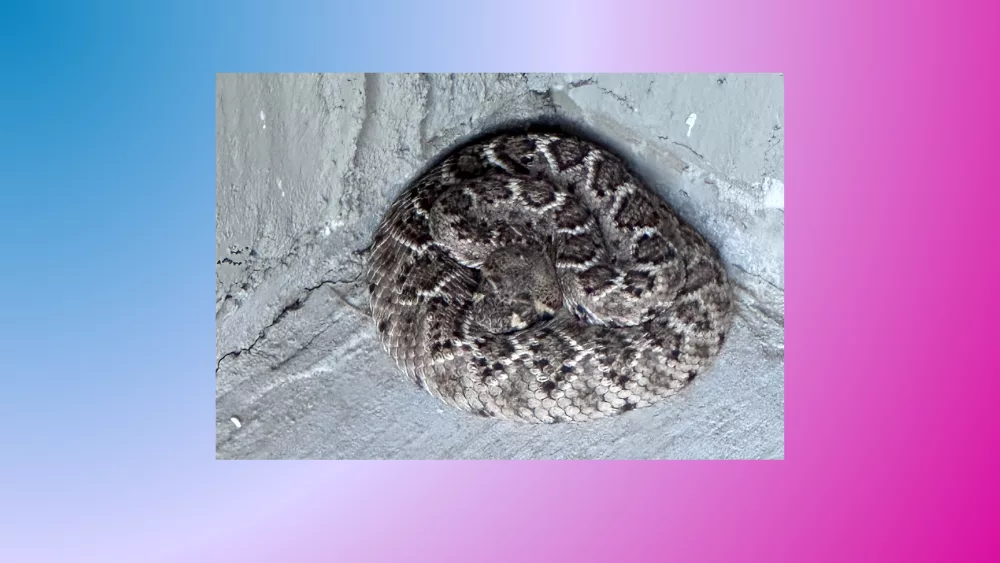 A curled up rattlesnake.