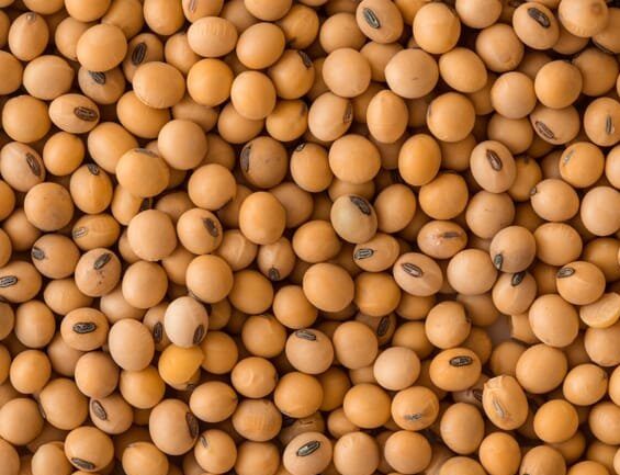 close-up-a-soybeans-grain-seed-background