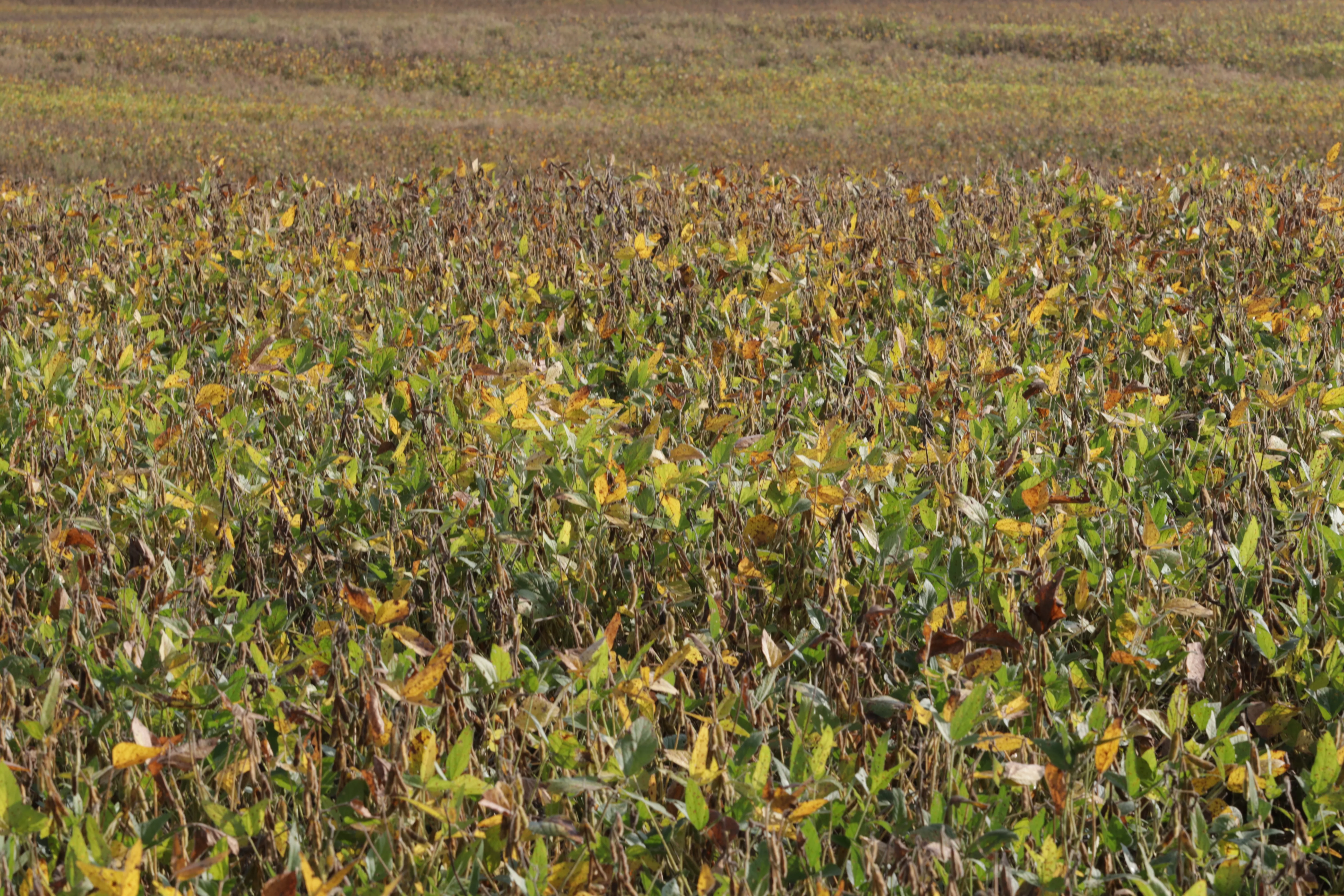 soybeans-3