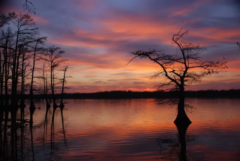 reelfoot-lake-4