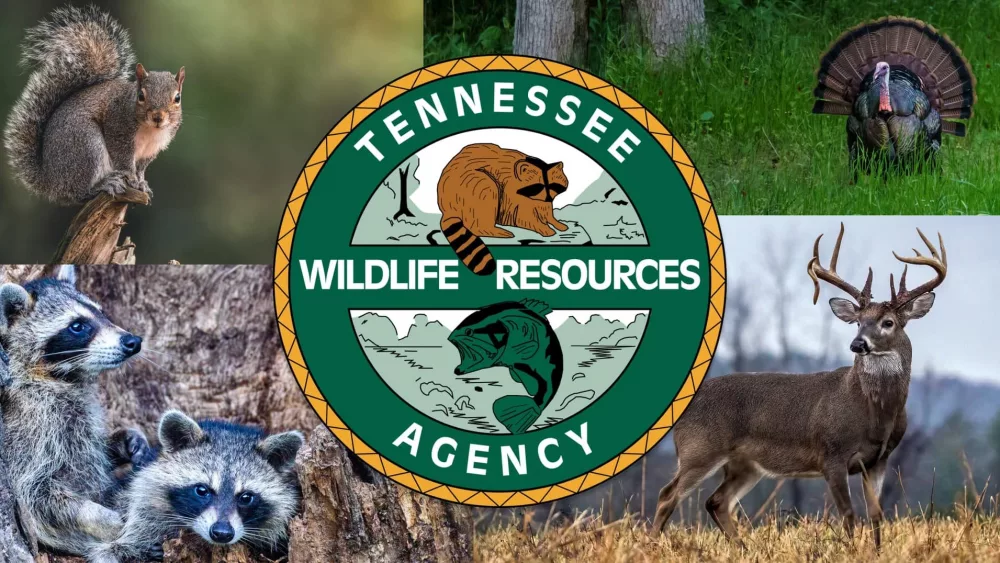 tennessee-wildlife