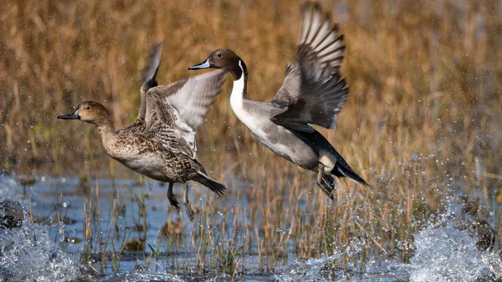 pintail-2