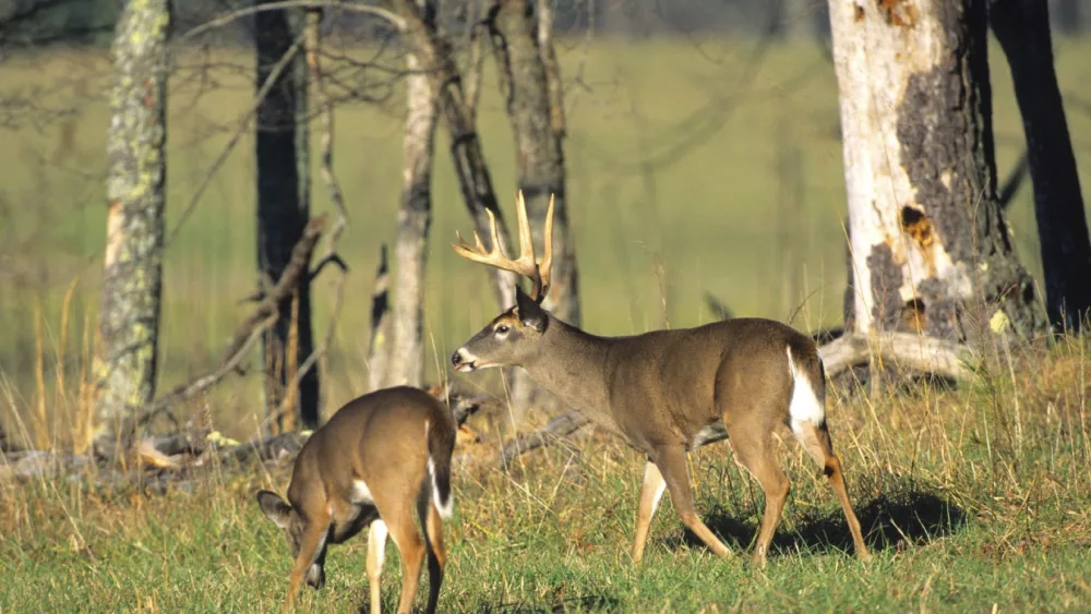 deer-1