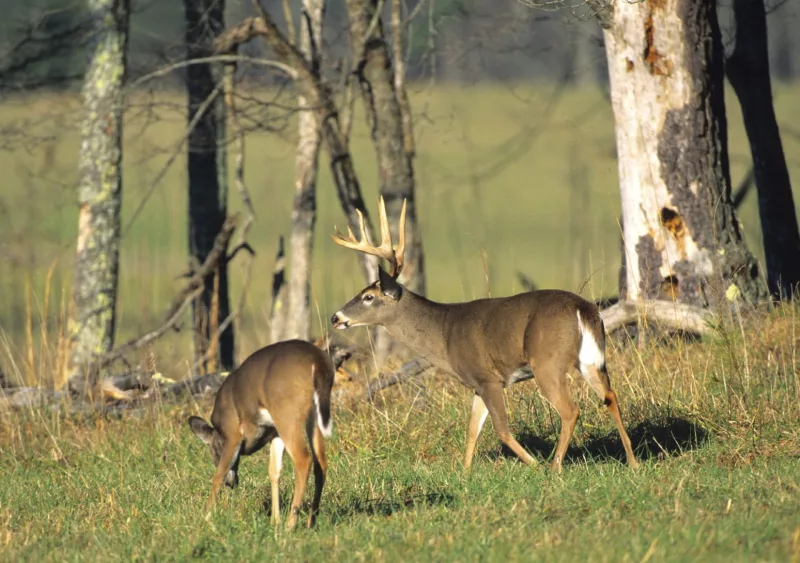 deer-1