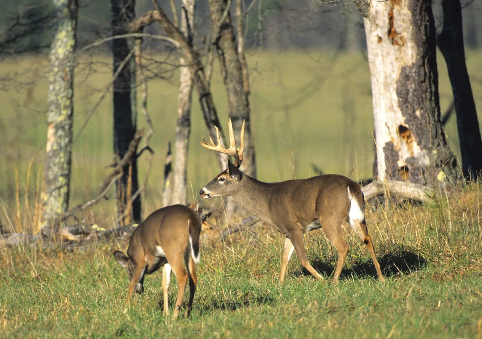 deer-1