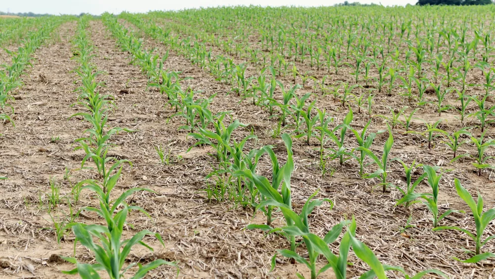 corn-11