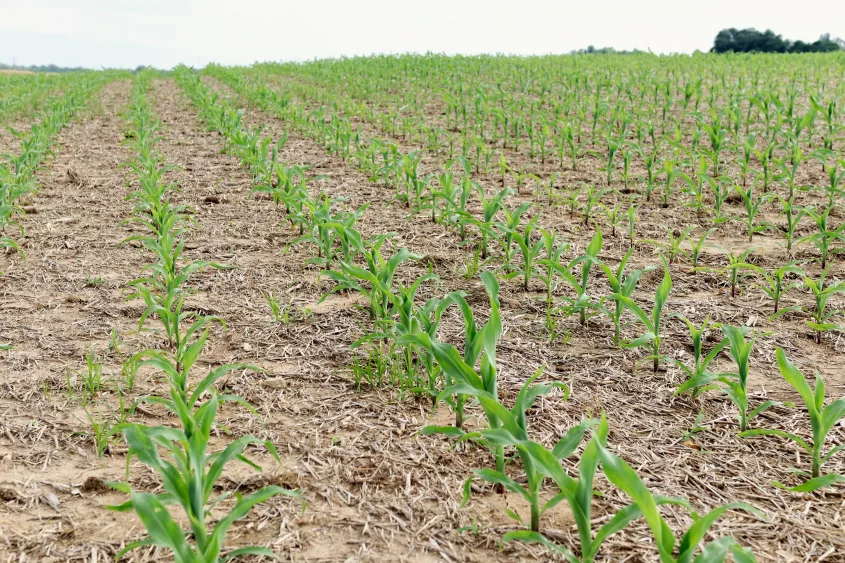 corn-11