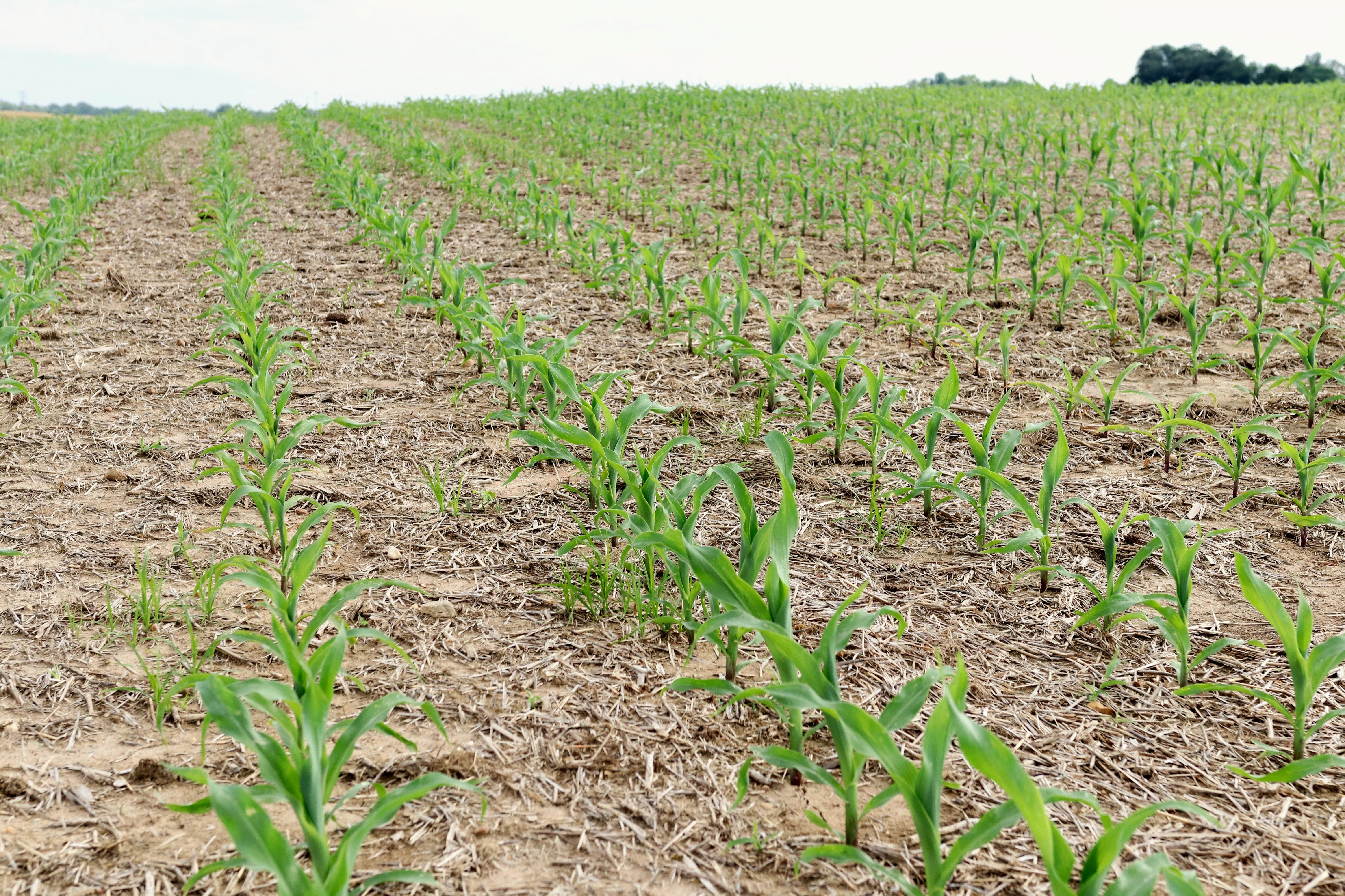 corn-11