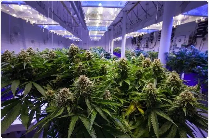 cannabis-1