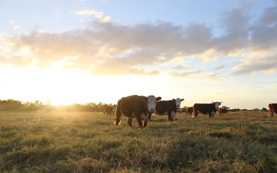 cattle-1