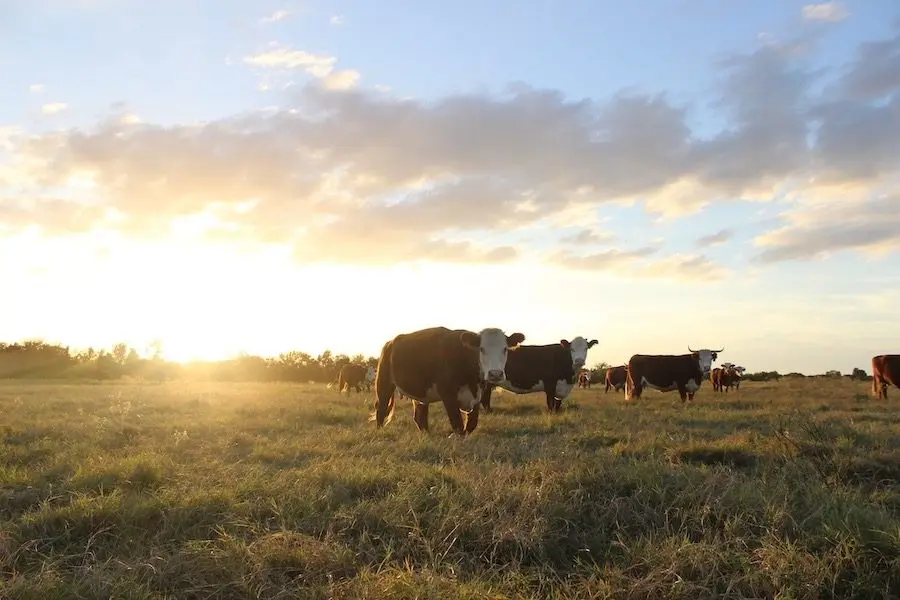 cattle-1