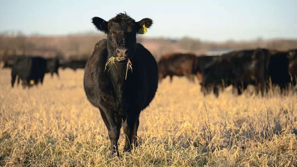 cattle-2
