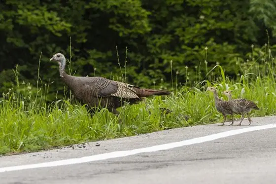 turkey