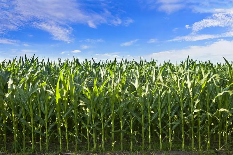 corn-crops