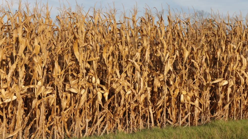 corn-2-4