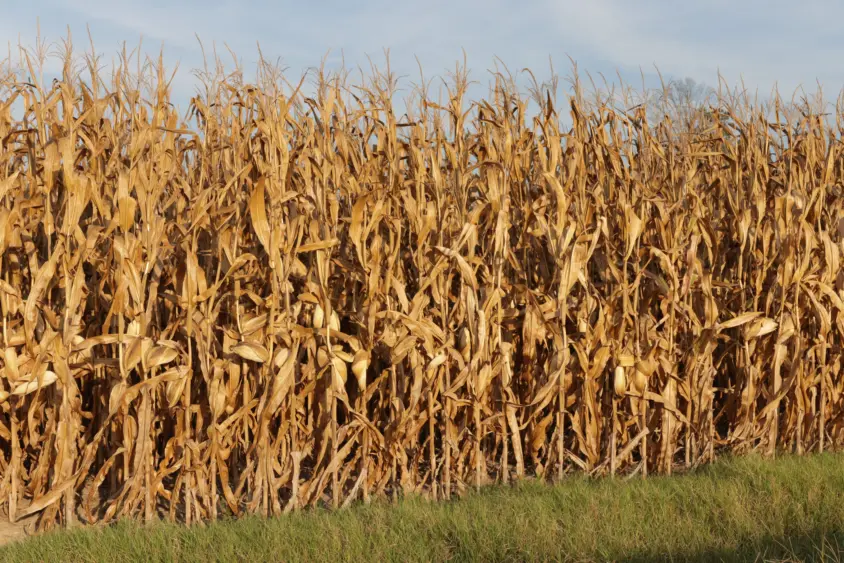 corn-2-4