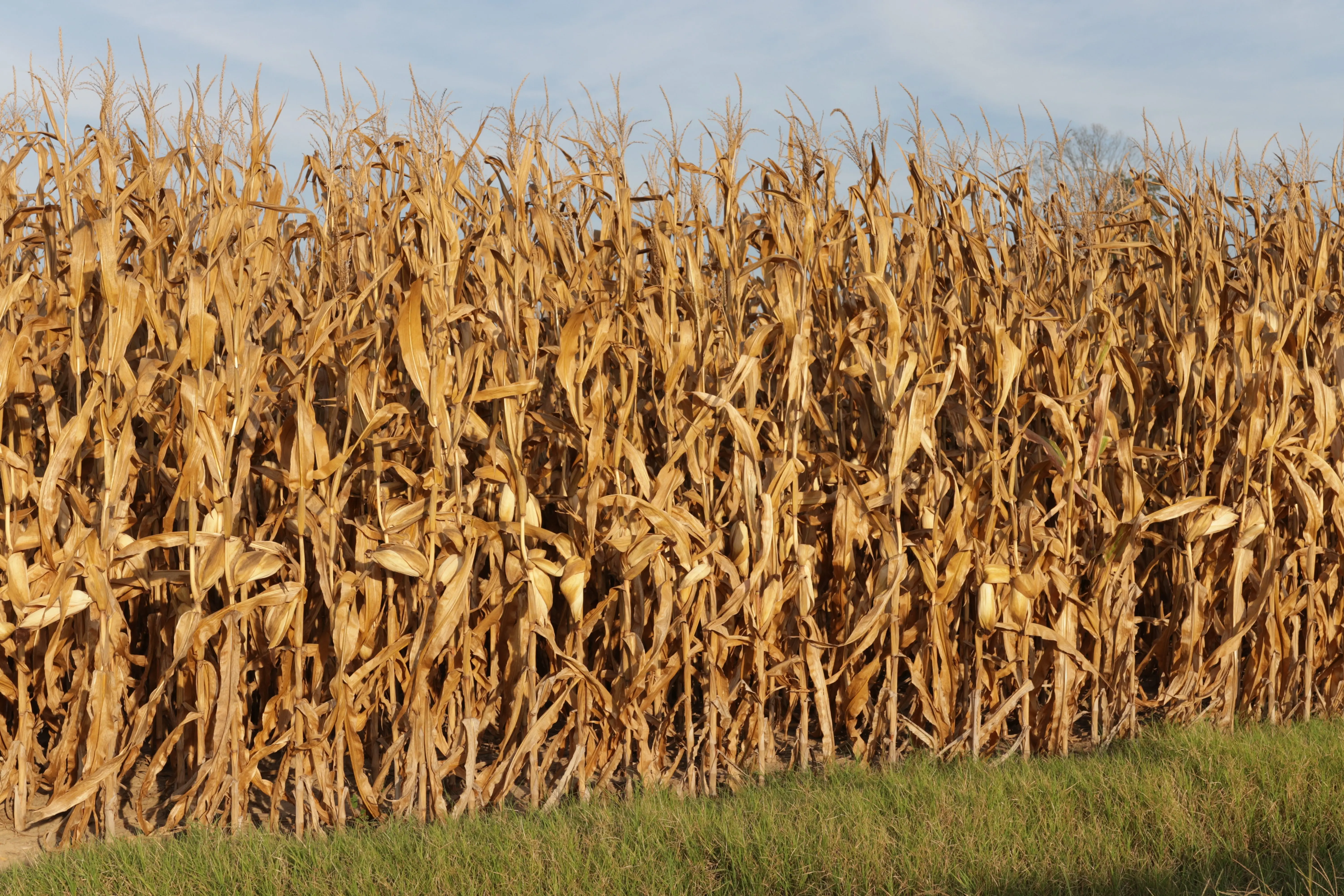 corn-2-4