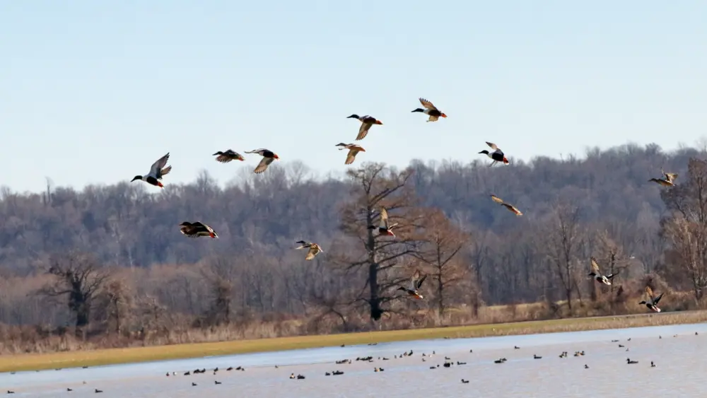 ducks-2