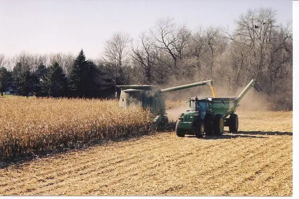 corn-14