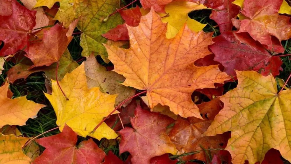 fall-2-2