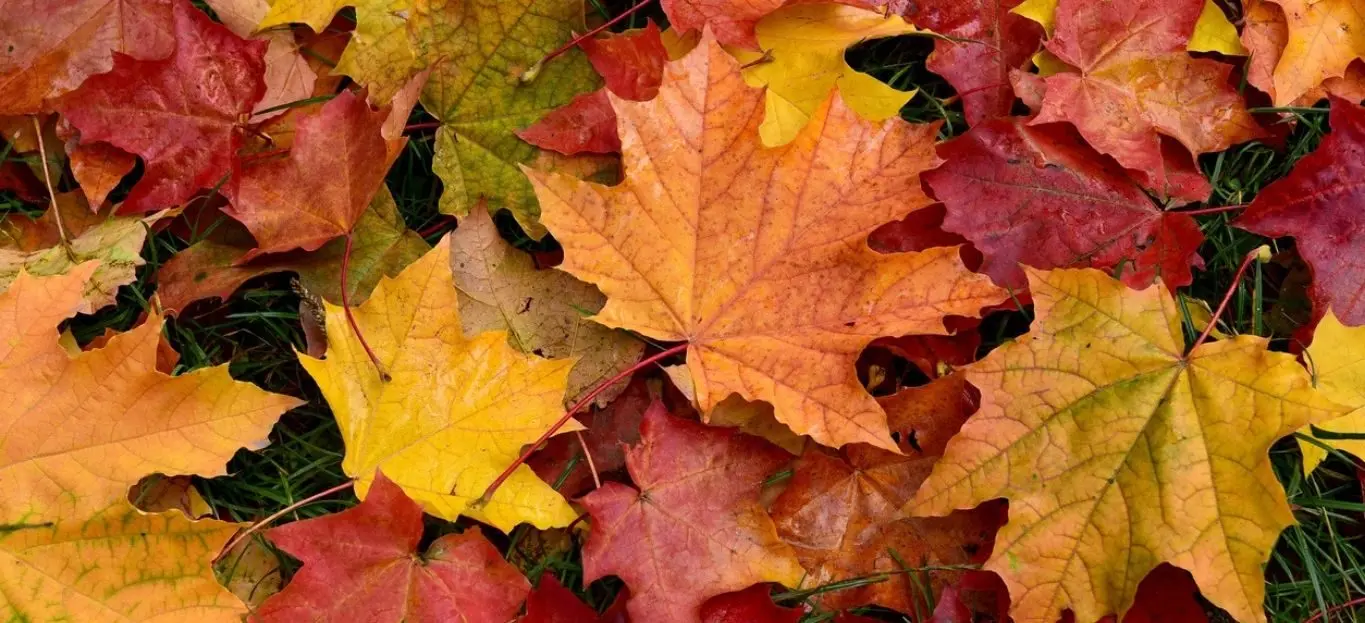 fall-2-2