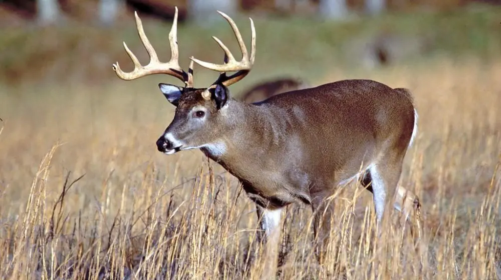 deer-kentucky-2-2