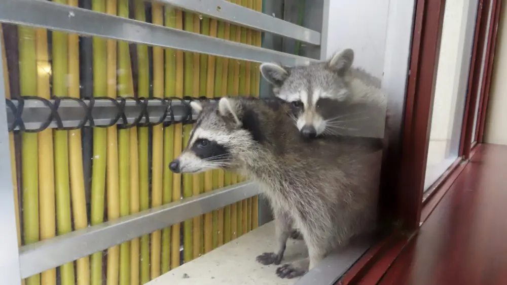 casino-raccoons
