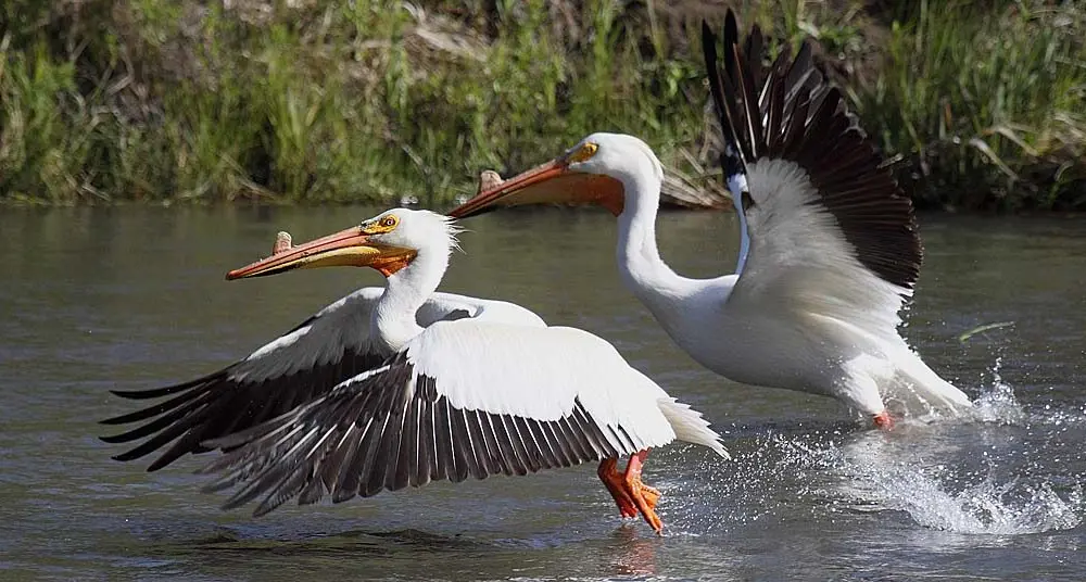 pelicans
