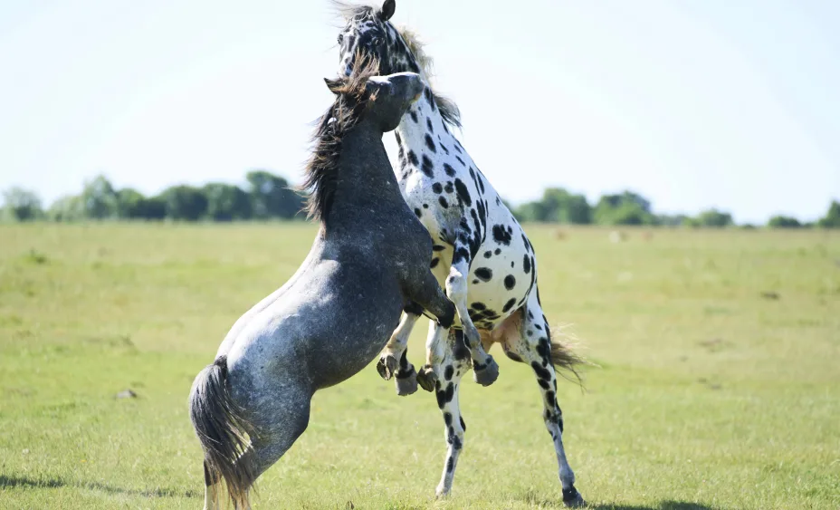 argentina-daily-life