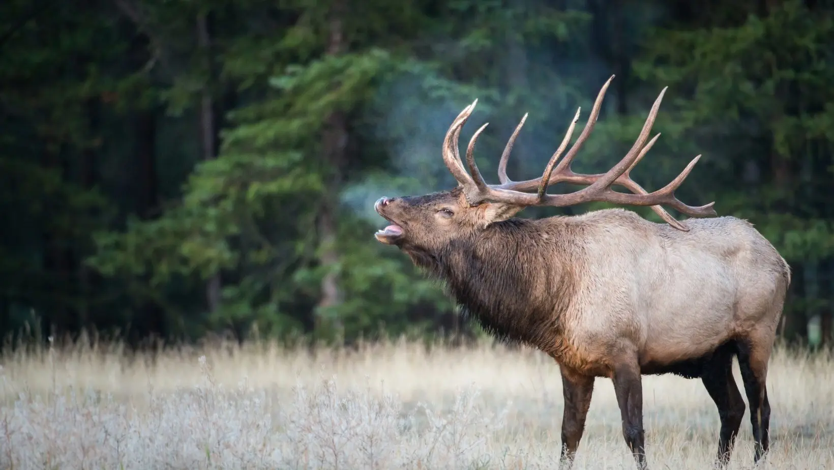 elk-1