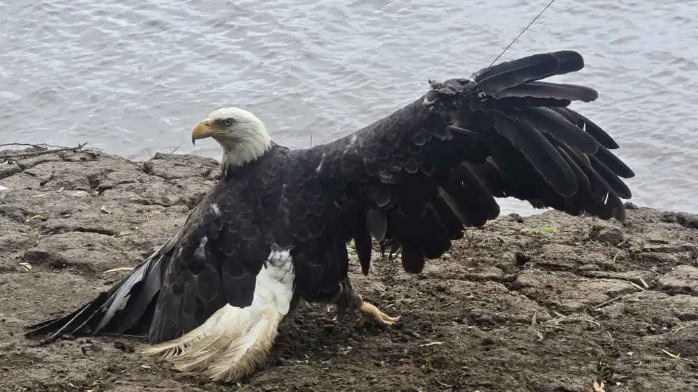 eagle-9